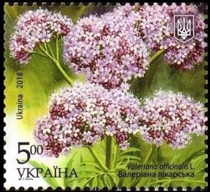 Valeriana officinalis L.