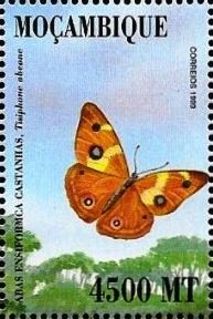 Swordgrass Brown (Tisiphone abeona)
