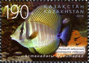 Sailfin Tang (Zebrasoma veliferum)