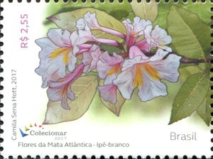 Flowers of the Atlantic Forest - White Ipê (Ipê Branco)