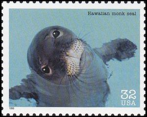 Hawaiian Monk Seal (Monachus schauinslandi)
