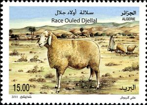 Ouled-Djellal-Sheep-Ovis-ammon-aries.jpg