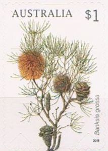 Banksia grossa