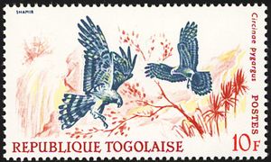 Montagu's Harrier (Circus pygargus)