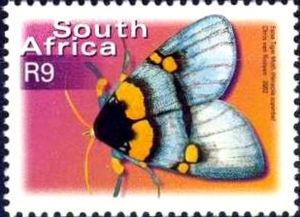 Superb False Tiger (Heraclia superba)