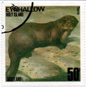 Tayra (Eira barbara)