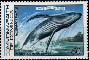 Humpback Whale (Megaptera novaeangliae)