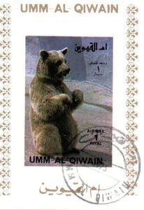 Brown Bear (Ursus arctos)