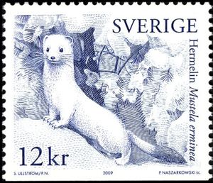 Stoat (Mustela erminea)
