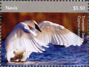 Trumpeter Swan (Cygnus buccinator)