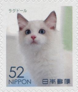 Ragdoll Cat (Felis Silvestris Catus)