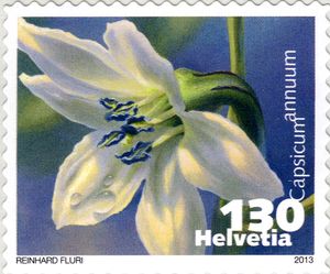 Pepper Flower (Capsicum annuum)