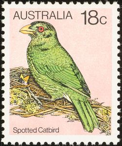 Spotted Catbird (Ailuroedus maculosus)