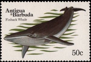 Finback Whale (Balaenoptera physalus)