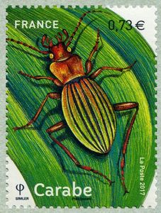 Carabidae (Carabe)