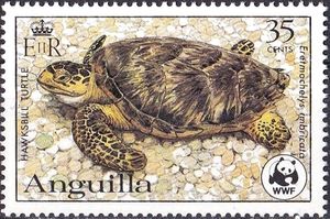 Hawksbill Turtle (Eretmochelys imbricata)