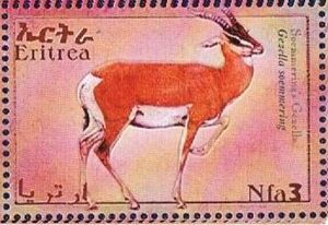 Soemmering's Gazelle (Gazella soemmerings)
