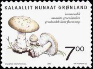 Edible fungi in Greenland