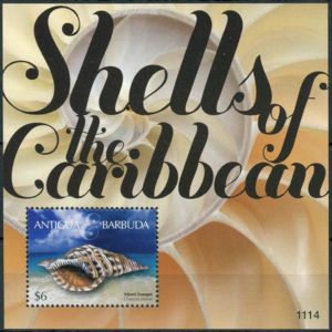 Shells of the Caribbean (2)