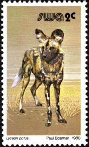 African Wild Dog (Lycaon pictus)