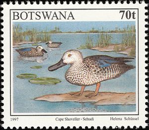 Cape Shoveller (Spatula smithii)