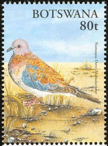 "Namaqua Dove" (see Description)