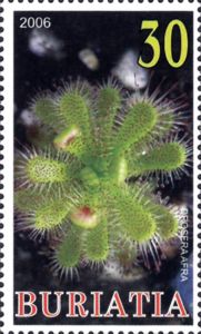Drosera Afra
