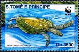 Lapidochelys olivacea