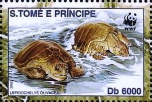 Lapidochelys olivacea
