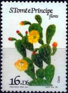 Flowering cactus