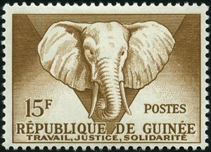 African Elephant (Loxodonta africana)
