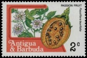 Passion Fruit (Passiflora laurifolia)