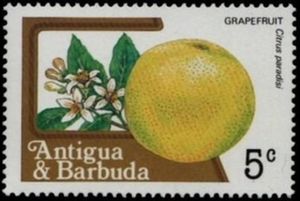 Grapefruit (Citris paradisi)