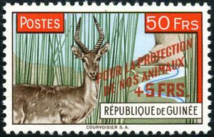 Western Reedbuck (Redunca redunca)