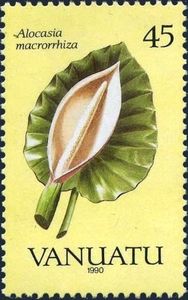 Alocasia macrorrhiza