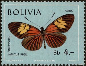 Heliconian Butterfly (Heliconius mellitus)