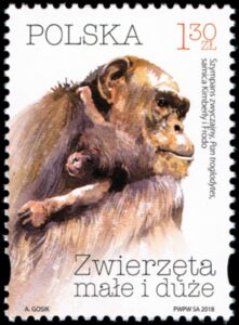 Chimpanzee (Pan troglodytes)