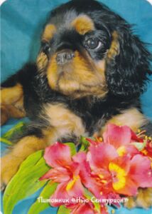 Calendario 2026 Cavalier King Charles Spaniel - Foto Di Alta Qualità, Rilegatura Robusta, Mensile, Perfetto Come Regalo