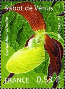 Lady's-slipper Orchid (Cypripedium calceolus)