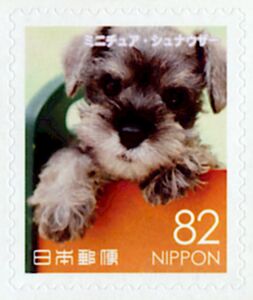 Miniature Schnauzer (Canis Lupus Familiaris)