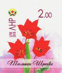 Tulips (Tulipa schrenkii)