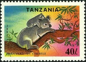 Koala (Phascolarctos cinereus)