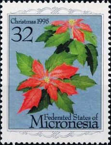 Poinsettia (Euphorbia pulcherrima)