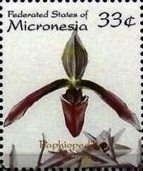 Paphiopedilum dayanum