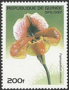 Paphiopedilum millmoore