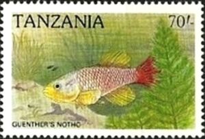 Guenther´s Notho (Nothobranchius guentheri)