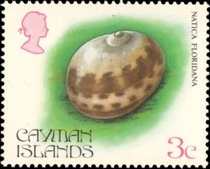 Sea Shell (Natica floridana)