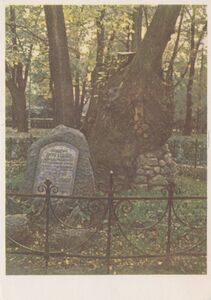 Riga. An elm planted by Peter I