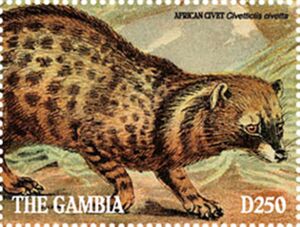 African Civet (Civettictis civetta)