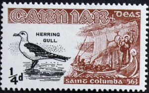 European Herring Gull - Larus argentatus